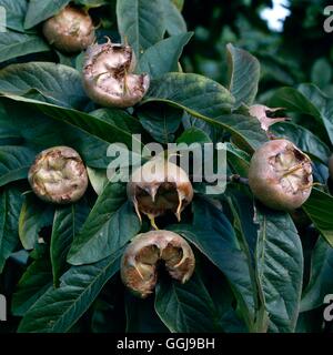 Medlar - `Nottingham' (Mespilus germanica)   FRU032519 Stock Photo
